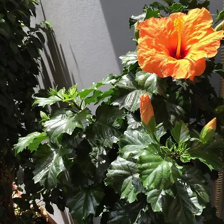 Panzió Civico Cinque