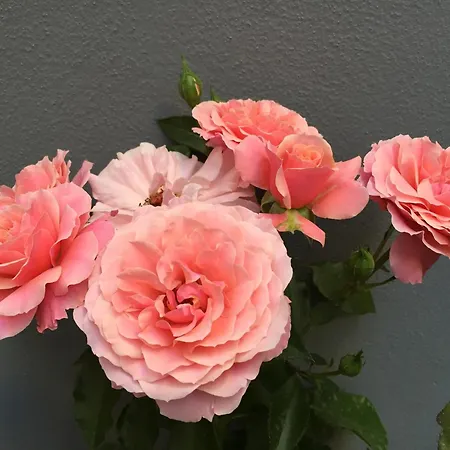 住宿加早餐酒店 席维克新克住宿加早餐旅馆 萨莱诺