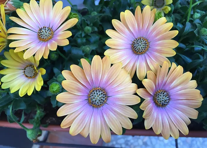 Civico Cinque Bed & Breakfast 3*