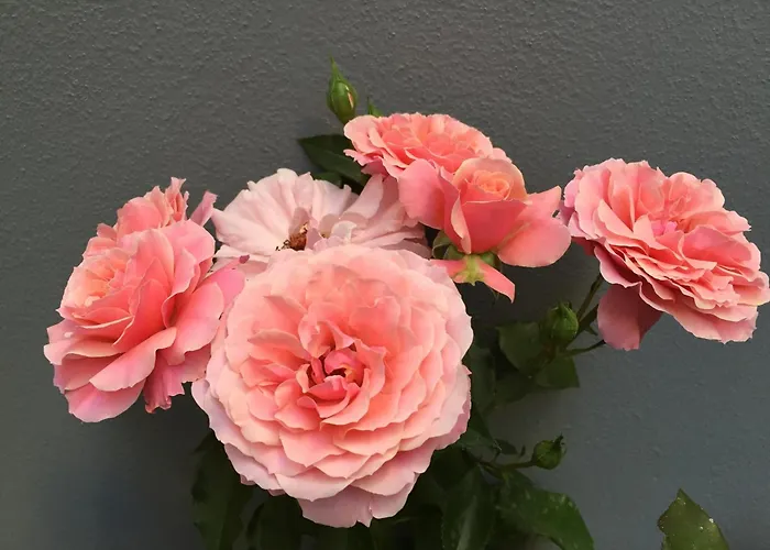 Frühstückspension Civico Cinque Salerno